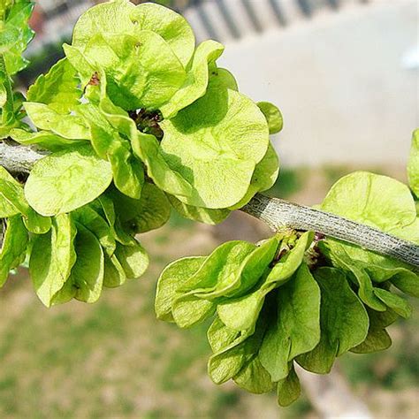 榆錢樹|榆錢(植物名):形態特徵,生長環境,分布範圍,主要價值,食用價值,綠。